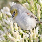 Verdin